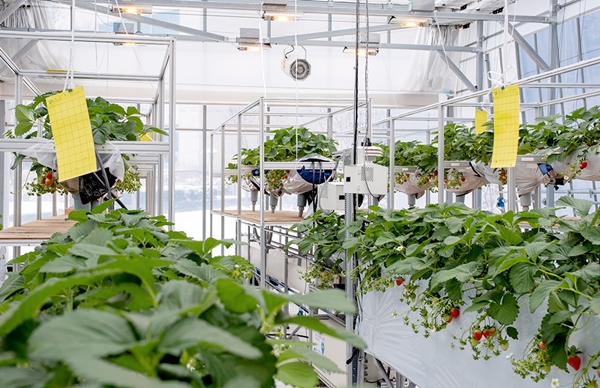 ETRI 내 스마트팜 테스트베드에서 딸기를 재배하고 있는 모습