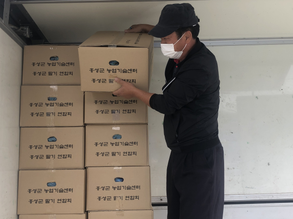 딸기 우량 원묘 보급, 딸기 명품화 지원 (지난해 보급사진)