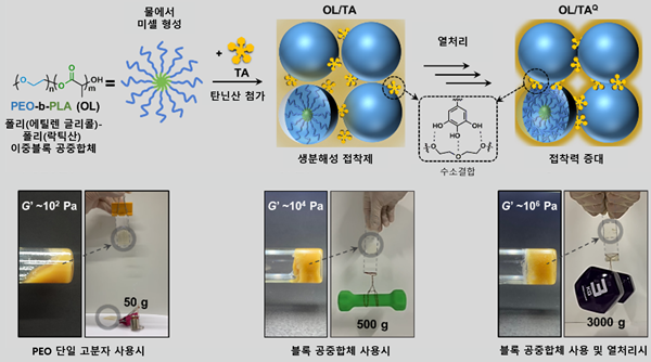KAIST 연구팀이 개발한 생분해성 접착제의 원리