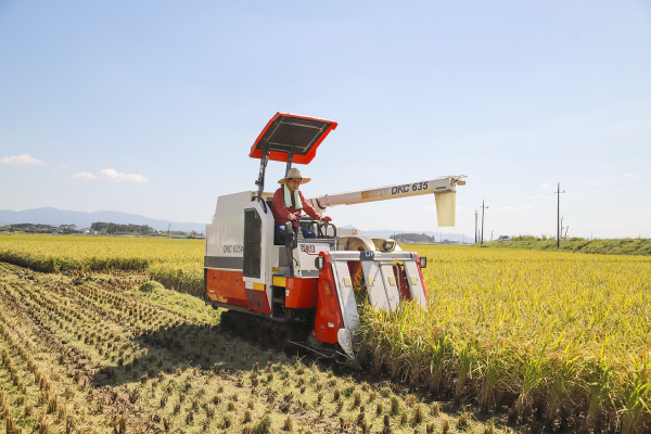 이완섭 서산시장이 21일 인지면 야당1리에서 벼 베기 시연을 하고 있다