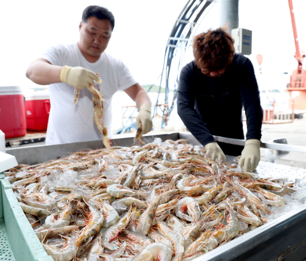 지난 20일 백사장항 위판장에서 잡힌 대하 모습