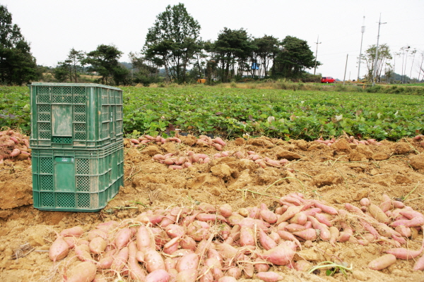 당진 해나루 황토고구마 수확 모습