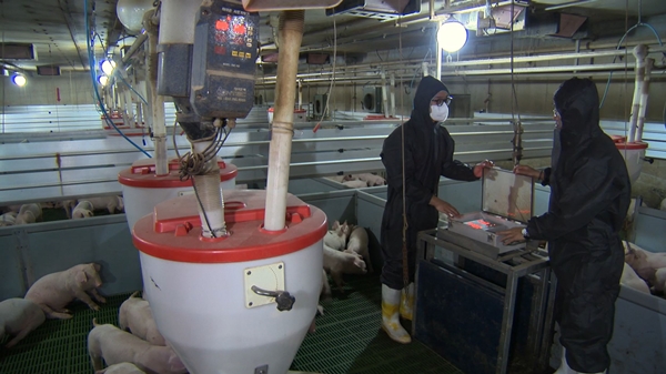 ETRI의 스마트 안전축사 플랫폼(TRIPLET)이 적용된 돼지 축사의 모습.