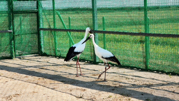 서산에 입식된 천순이와 만수