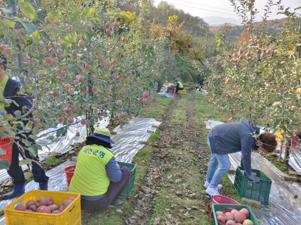 농촌 일손돕기 일환 사과수확 모습