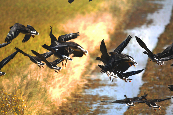 천수만 지역에서 관찰된 기러기류 사진