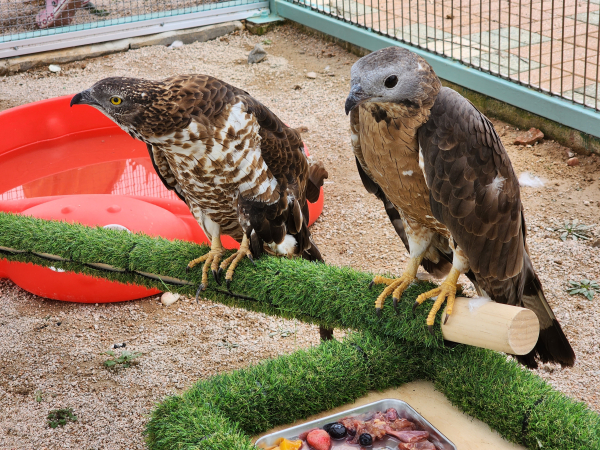 야생동물재활교육센터에서 자연으로 돌아갈 준비 중인 야생조류 (벌매)