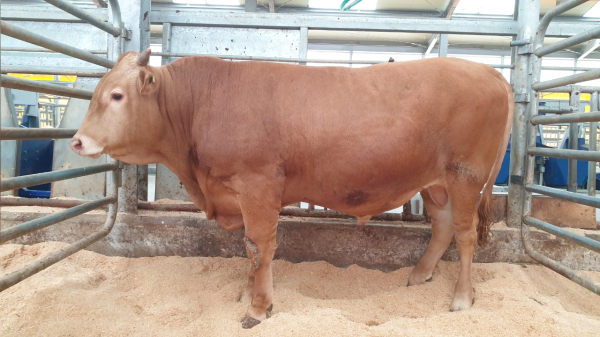 선발된 후보씨수소