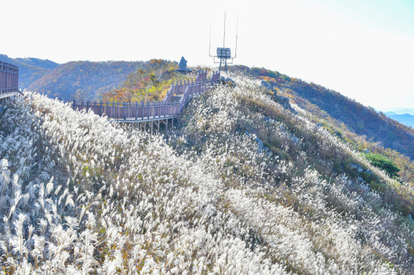 오서산, 은빛 억새물결