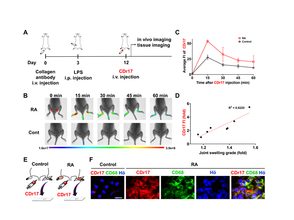 CDr17을 이용한 체내 류마티스 관절염 모습