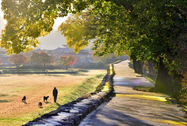 제16회농촌경관사진 공모전 대상_농부의 가을 아침(김동선)_전남 순천시 낙안면 낙안읍성
