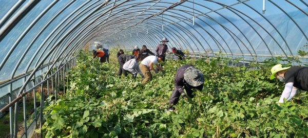 농촌일손돕기 사진