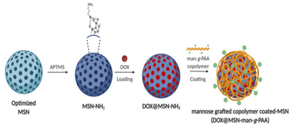 항암제가 포함된 공중합체-만노스(mannose) 표면개질