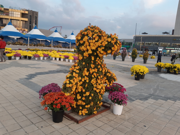 국화전시회 출품 작품