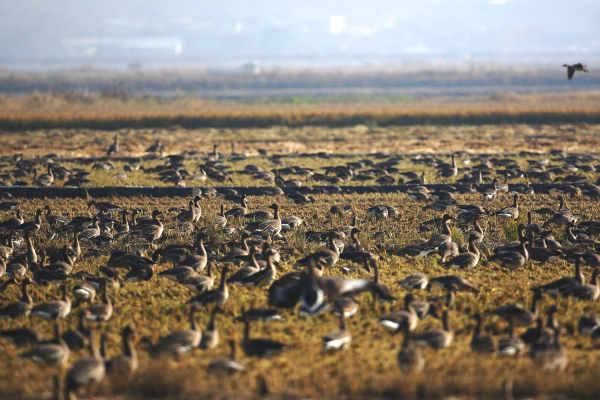 천수만에 찾아온 기러기 모습