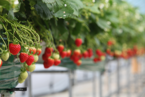 해나루 딸기 사진