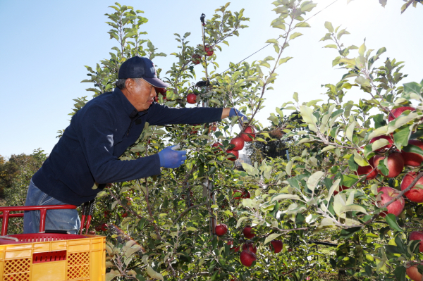 지난 2일 태안읍 인평리의 사과농장에서 사과를 수확하는 모습.