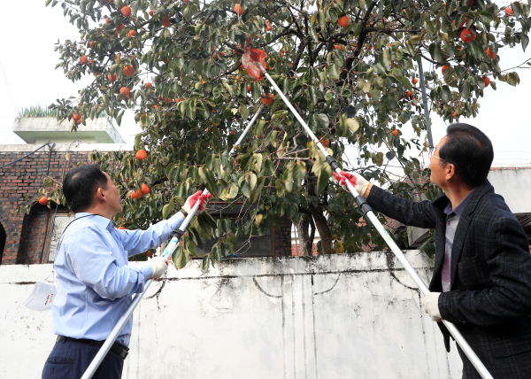 3일 변동에서 열린 ‘소통과 공감의 감 따기 행사’ 장면
