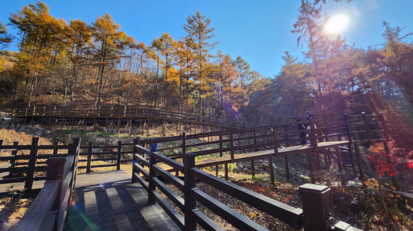 국립양평치유의숲 무장애나눔길 전경.