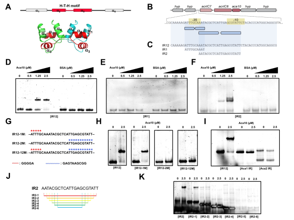 Aca 단백질의 3차 구조 및 전자조절인자로서의 기능 규명