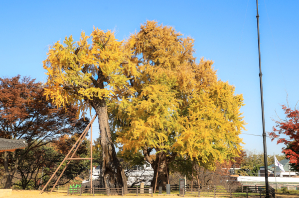 천연기념물 제551호 면천은행나무