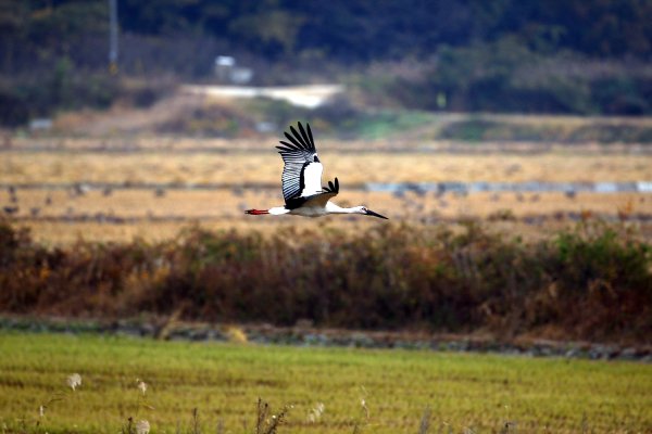서산버드랜드 주변 무논습지에서 관찰된 황새 사진