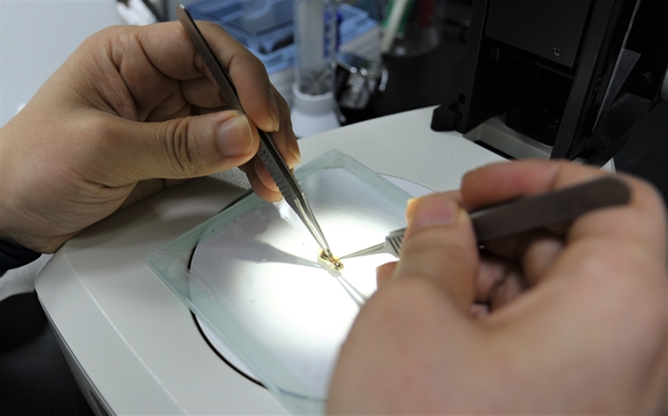 화학연 연구팀은 비스페놀F가 제브라피쉬의 뇌신경계 교란을 일으키는 사실을 연구를 통해 밝혀 냈다.