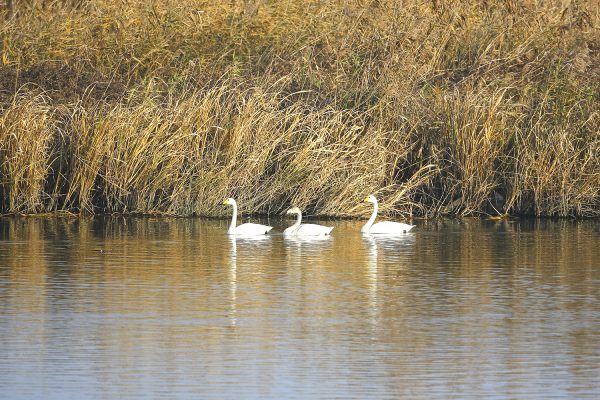 천연기념물 큰고니 가족의 나들이