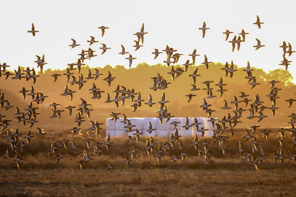천수만에서 관찰된 국제적보호종 가창오리의 비행모습
