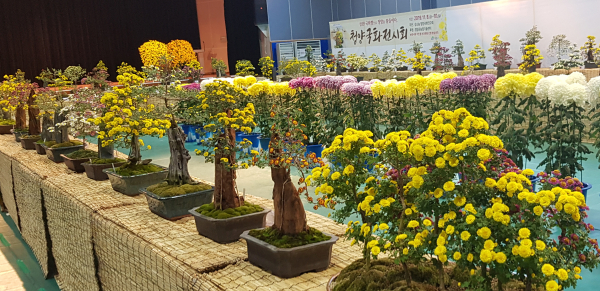 ‘심쿵! 국화 전시회’ 개최 모습