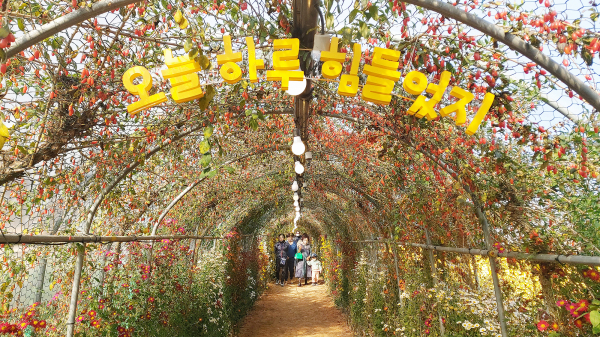 제23회 서산국화축제 현장 모습