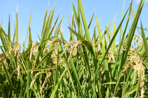 홍성군, 유기농업특구 우수특구 선정 ‘장려’