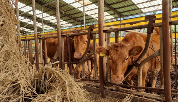 한우 농가 모습