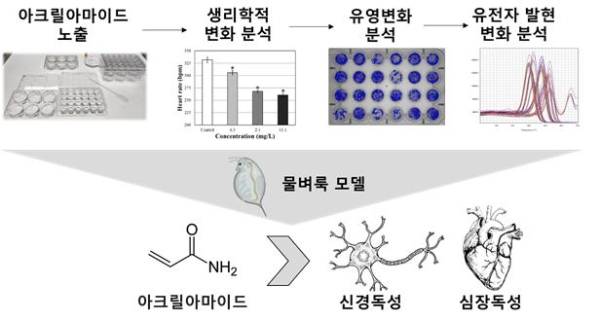 물벼룩 모델을 이용한 신경 및 심장독성 평가