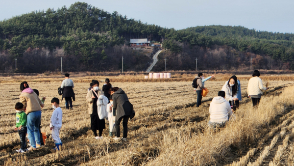 수확한 벼를 논에 뿌리는 모습