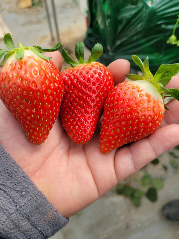 신품종 딸기 '홍희'