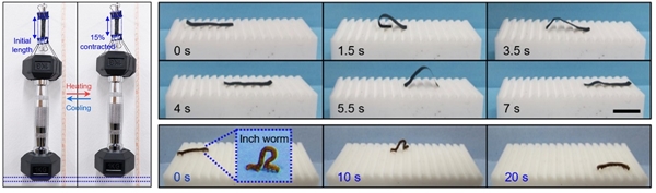 1kg 아령을 들어올리는 인공근육 섬유 다발(왼쪽)과 실제 자벌레 움직임보다 빠른 이동속도를 보여주는 인공자벌레.