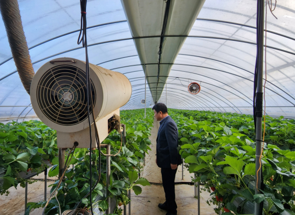 시설하우스 내부 (겨울 딸기)