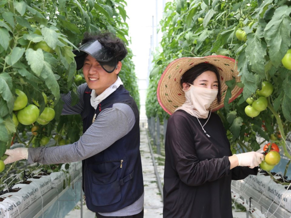 청년 농업인 스마트팜 완숙 토마토 재배 모습