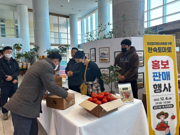 청년 농업인 스마트팜 완숙 토마토 판매모습
