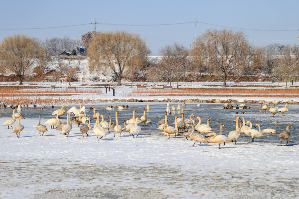 당진 합덕제에‘ 찾아온 큰고니