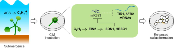 침수처리가 식물 절편체의 미분화 세포 형성을 유도하는 과정에 대한 모식도