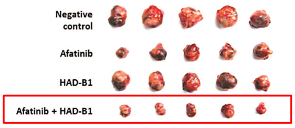 그림설명 : 아파티닙과 삼칠충초정을 병용한 군에서 폐암증식 억제 효과가 가장 뛰어남.