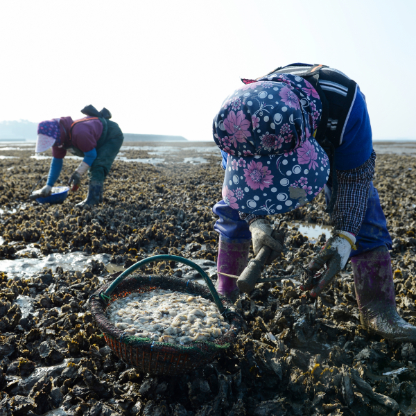 홍성군 서부면 어사리, 어사공원 앞 갯벌에서 굴따는 어업인