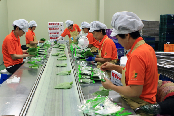 깻잎 선별 모습