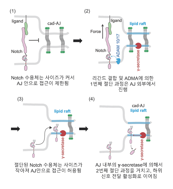 노치 신호 활성화의 분자적 기전