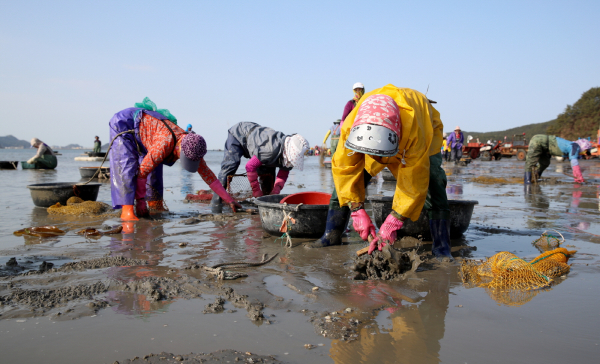 파도어촌계원들이 바지락을 채취하는 모습.