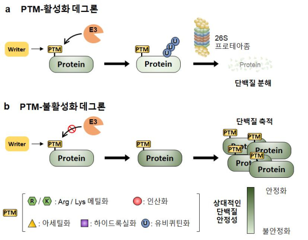 PTM-활성화(PTM-activated) 데그론과 `PTM-불활성화(PTM-inactivated) 데그론
