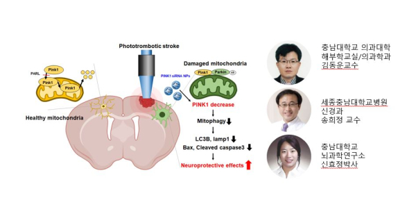 충남대 김동운 교수팀, Neurosciencse 분야 저명 학술지 ‘Glia’ 논문 게재