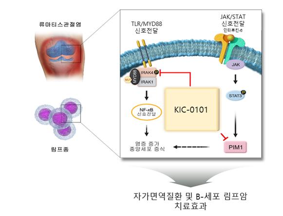 관절염 조직과 림프암에서 과도하게 활성화된 염증 신호전달을 억제하는 신물질 모식도